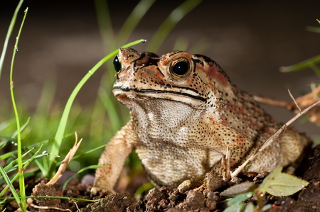 A brown frog with black dot spotの写真素材
