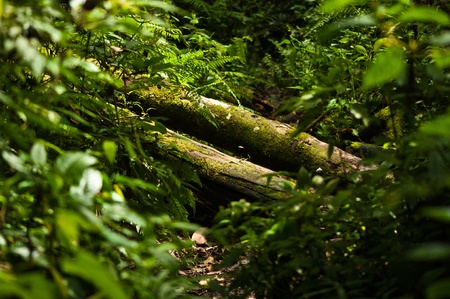 tree trunk collapsedの写真素材