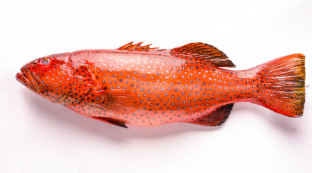 Red Grouperの写真素材