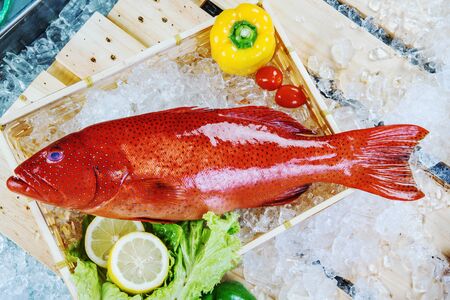 Red Grouperの写真素材