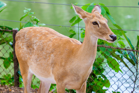 brow antlered deerの写真素材
