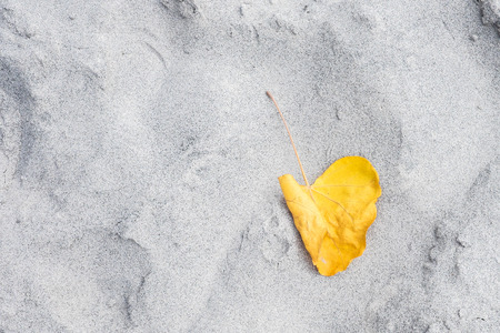leaf on the sandの写真素材