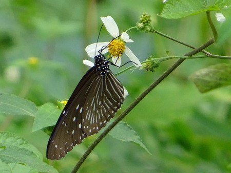 butterfly and flowerの写真素材