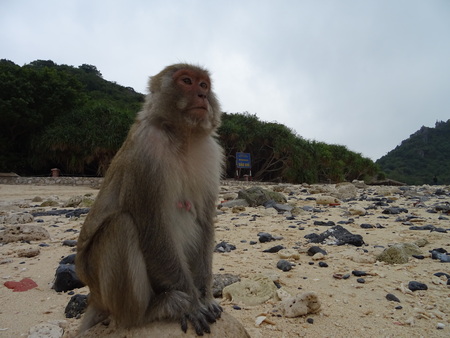 the monkey in the beachの写真素材