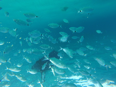 diving with fishis in mallorcaの写真素材