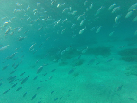 diving in the seaの写真素材