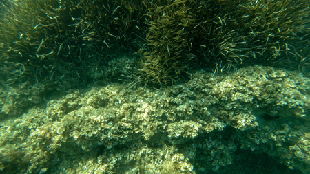 underwater floor with seaweed and rocks in mallorcaの写真素材