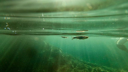 fish searching for food in the mediterranean sea in ibizaの写真素材