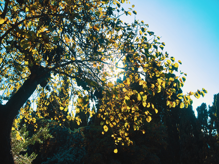 looking up view of a nice trees down the sunshineの写真素材