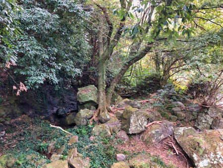 landscape inside woods at asiaの写真素材