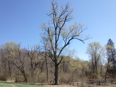 Big tree near bridge and pondの写真素材