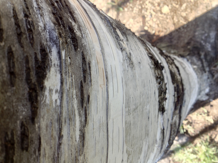 Tree bark with mult-colorsの写真素材