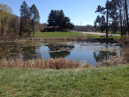 Pond at park with grassの写真素材