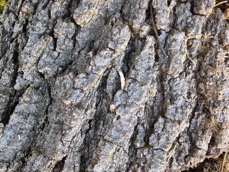 Close up of tree barkの写真素材