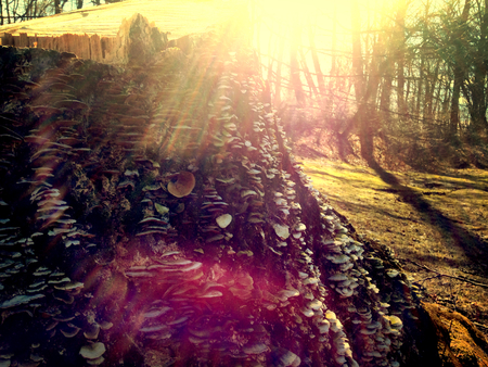 Sunkissed tree stump with growth on itの写真素材