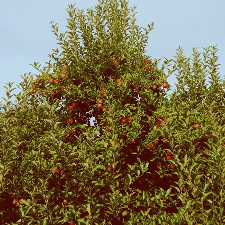 Apple tree in an orchardの写真素材