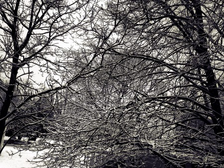 Snow covered treesの写真素材
