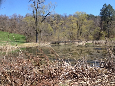 Pond with tree and wooden bridgeの写真素材