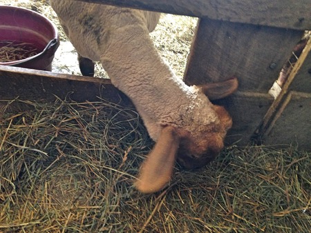 Sheep looking out through a fence on a farmの写真素材