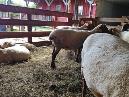 Sheep in a barn at a farmの写真素材