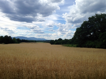 Open field on a farm with rolling hills and crops.の写真素材