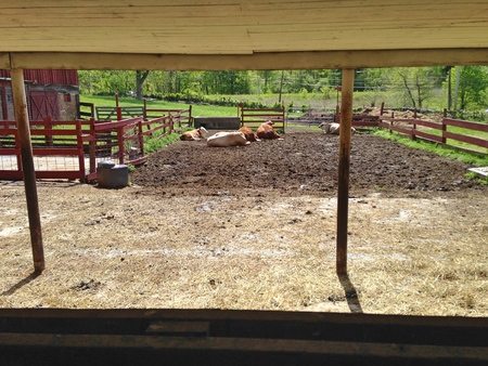 Cows relax in the sun at a farmの写真素材