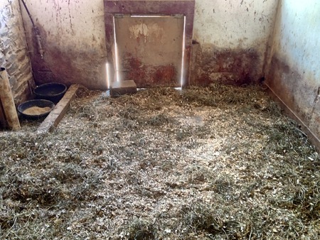 Pig stable in a barn at farmの写真素材