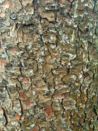 Close up of textured tree bark with multiple colors