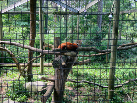 Red panda resting on a tree limb in a cage at a zooの写真素材