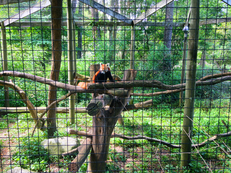 Red panda resting on a tree limb in a cage at a zooの写真素材