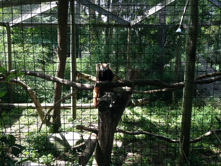 Red panda resting on a tree limb in a cage at a zooの写真素材