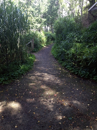Dirty path leads through the woods with trees and brush in daytimeの写真素材