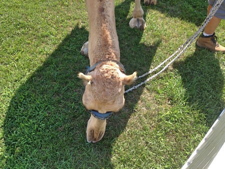 Camel at a fair or carnival around its trainers waits to give rides to the publicの写真素材
