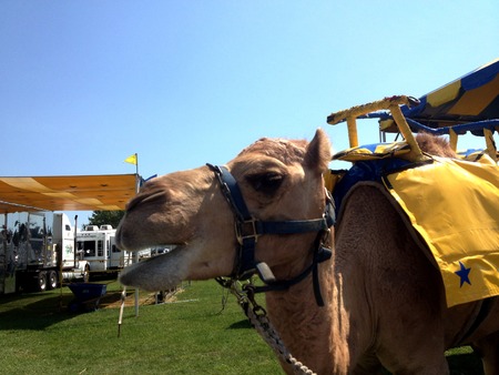 Camel at a fair or carnival around its trainers waits to give rides to the publicの写真素材