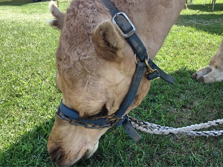 Camel at a fair or carnival around its trainers waits to give rides to the publicの写真素材