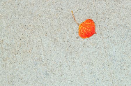 Single orange colored leaf isolated on cement sidewalk background.の写真素材