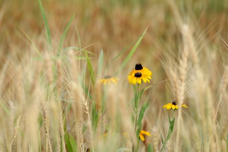 Black Eyed Susan's isolated by wheat.の写真素材