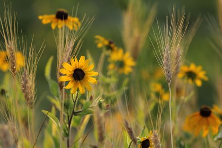 Field of Black Eyed Susan's growing amongst wheat.