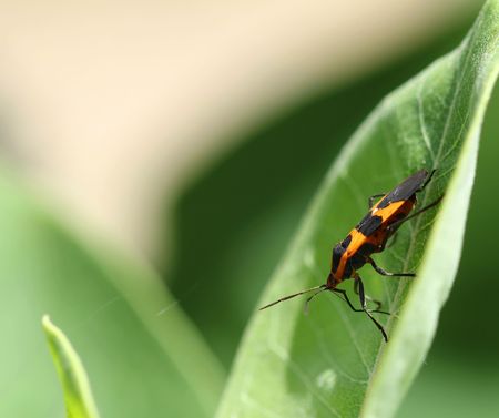 Boxelder bug Boisea trivittata on green leaf.の写真素材