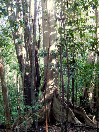 Giant tree at rain forestのeditorial素材