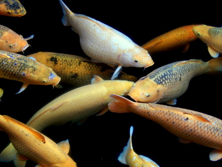 fresh gold fishesの写真素材