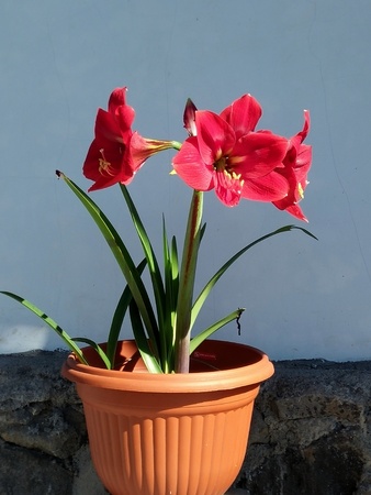 red lily in the potの写真素材