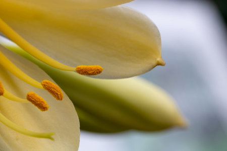 Close-up look on an anthem of a yellow flower