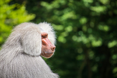 A serious looking male baboon with gray fur