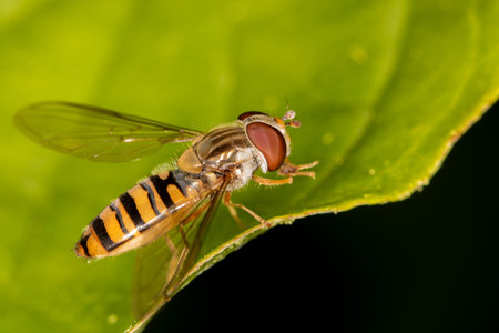 Close-up look on a hover flyの写真素材