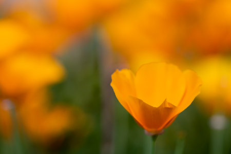 Blurry pic - yellow california poppy (macro)の写真素材