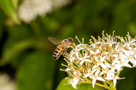 A bee in flight collecting nectarの写真素材