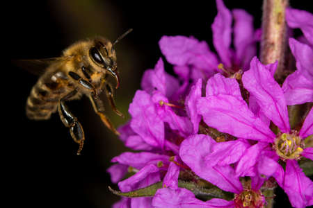 A bee is flying to a pink flower