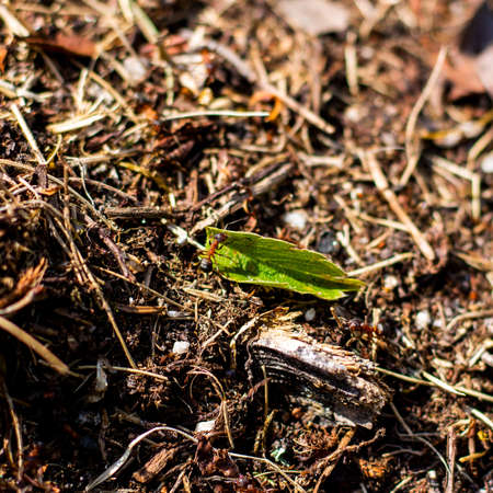 Worker ant on a green leaf in an anthillの写真素材
