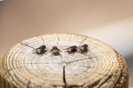 A row of four flies on a wooden plateの写真素材